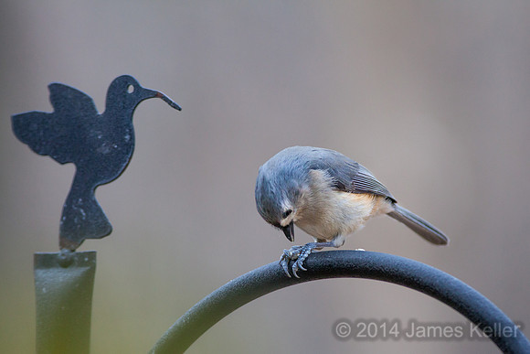 Tufted Titmouse