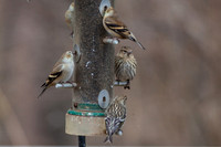 Birds 12-06-2014