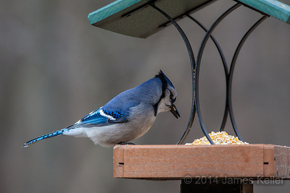 Bluejay