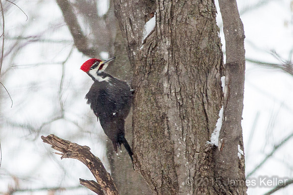 Pileated Woodpecker
