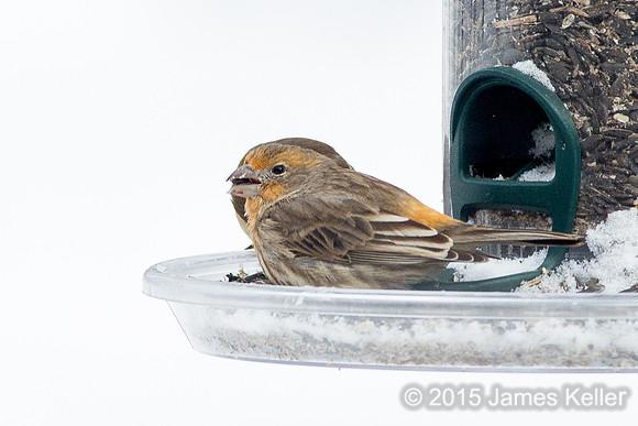 Orange colored House Finch