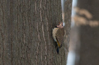 February Woodpeckers