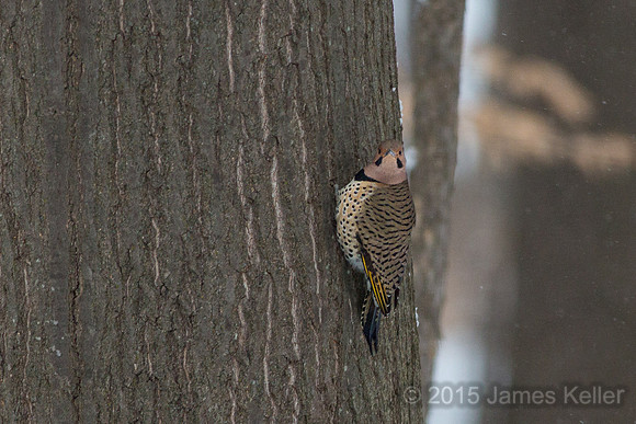 Norther Flicker (Yellow-shafted)f