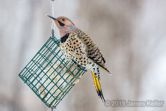Norther Flicker (Yellow-shafted)