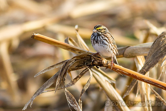 Savannah Sparrow (Maple River SGA)