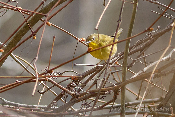 Female Common Yellowthroat (Shiawassee NWR)
