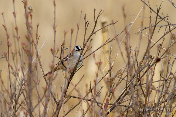 White-crowned Sparrow (Maple River SGA)