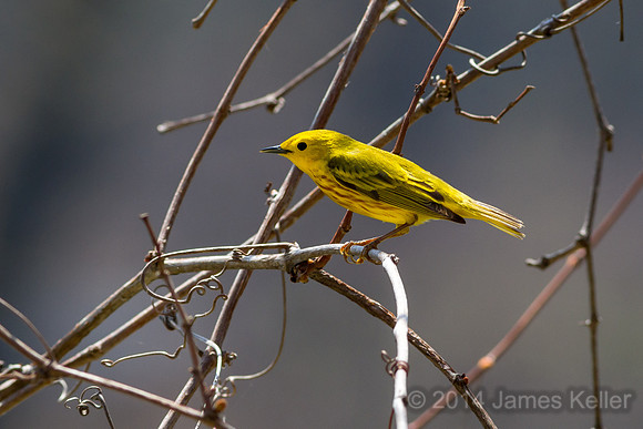 Yellow Warbler (Shiawassee NWR)