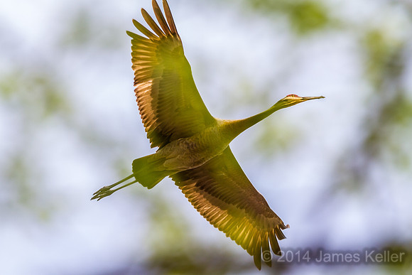 Sanhill Crane (Shiawassee NWR)