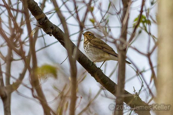 Swainsons Thrush (Shiawassee NWR)