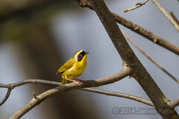 Common Yellowthroat (Shiawassee NWR)