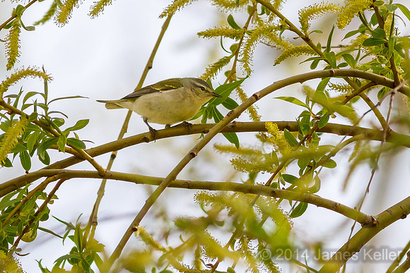 Red-eyed Vireo ((Shiawassee NWR)