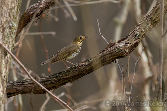 Swainsons Thrush (Shiawassee NWR)