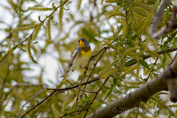 Parula Warbler (Shiawassee NWR)