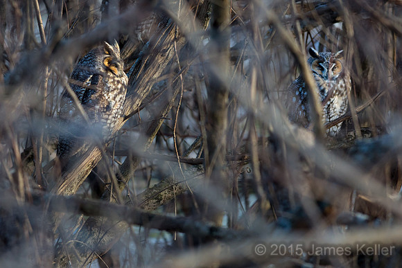 Long-eared Owls