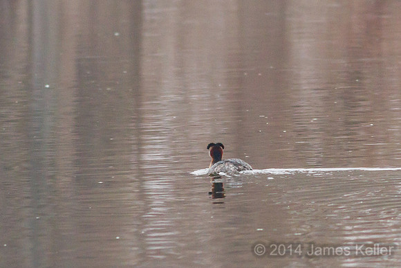 Red-necked Grebe