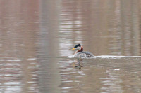 Grand Ledge Grebe 03-08