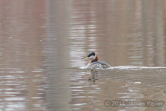 Red-necked Grebe
