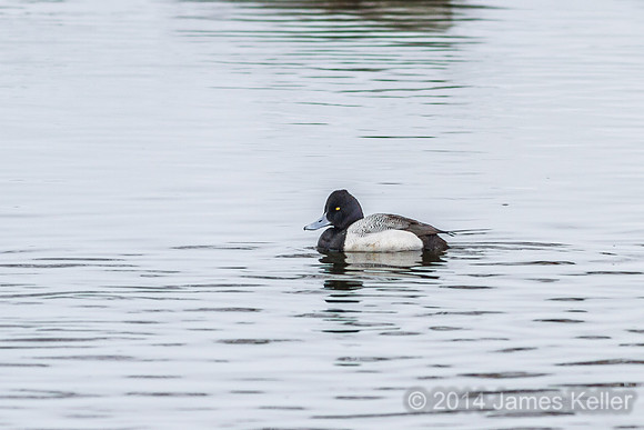 Lesser Scaup