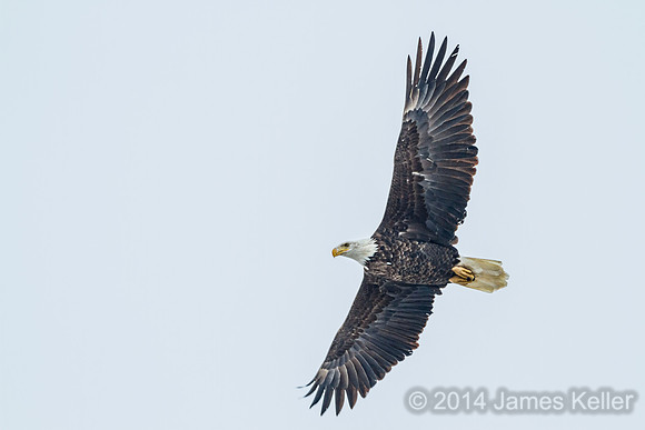 Bald Eagle