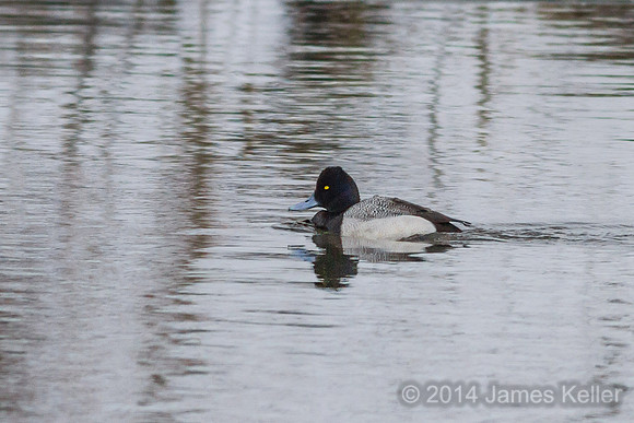 Lesser Scaup