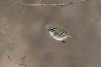 Legg Park Kinglet 02-14