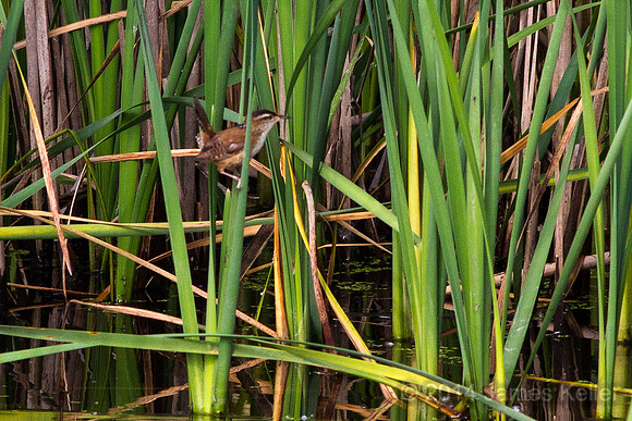 Marsh Wren (MR)
