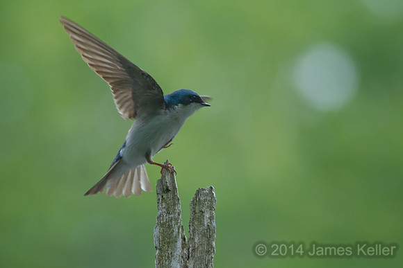 Tree Swallow 3