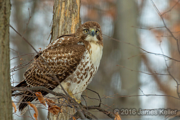Red-tailed Hawk
