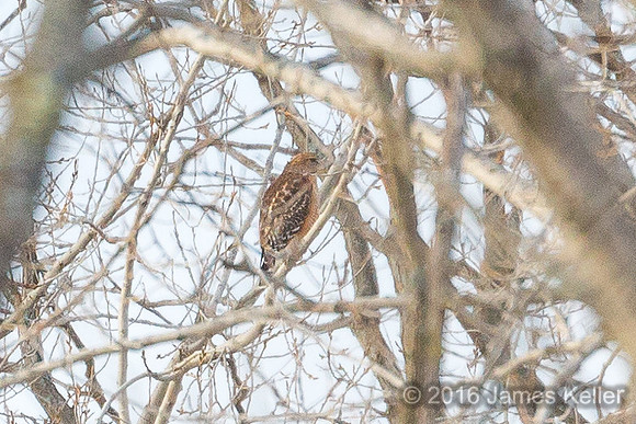 Red-shouldered Hawk