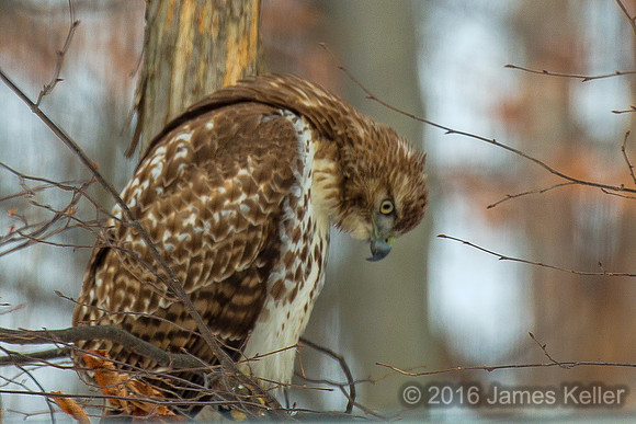 Red-tailed Hawk