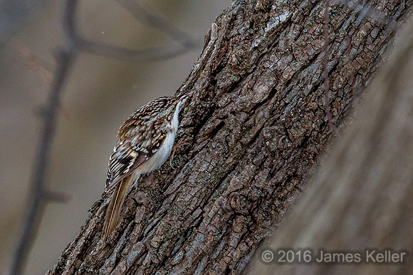 Brown Creeper