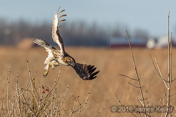 Red-tailed Hawk