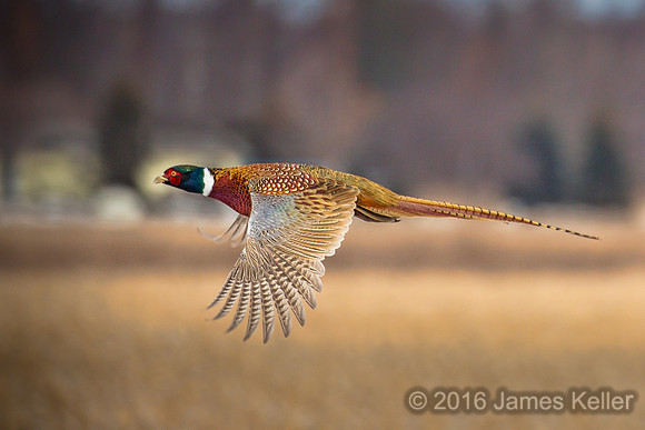 Ring-necked Pheasant