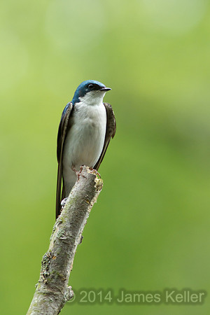 Tree Swallow 1