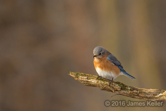 Bluebird