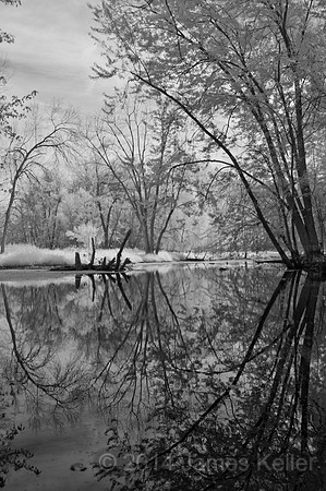 Looking Glass Reflectin 2