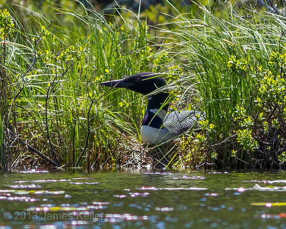 Nesting Loon