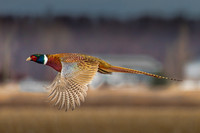 Ring-necked Pheasant