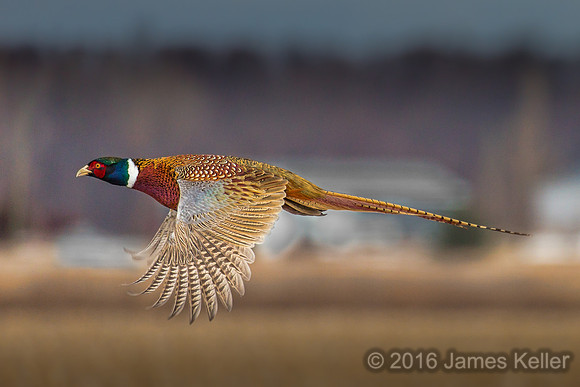 Ring-necked Pheasant