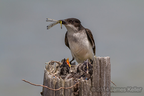 Kingbird at Nest