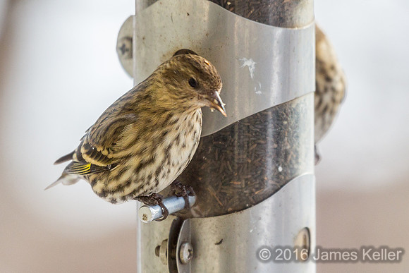 Pine Siskin