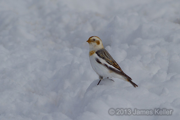 Snow Bunting