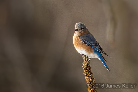 Bluebird