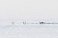 Red-breasted Mergansers