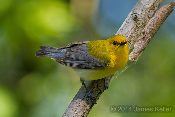 Prothonotary Warbler 1