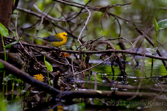 Prothonotary Warbler 2