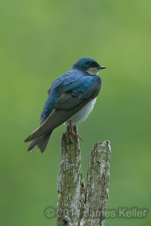 Tree Swallow 2