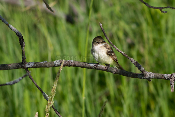 Willow Flycatcher (MR)