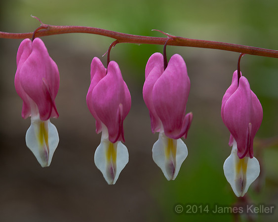 Dancing Bleeding Hearts